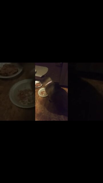 THATS IT IM GETTING A GOLDFISH