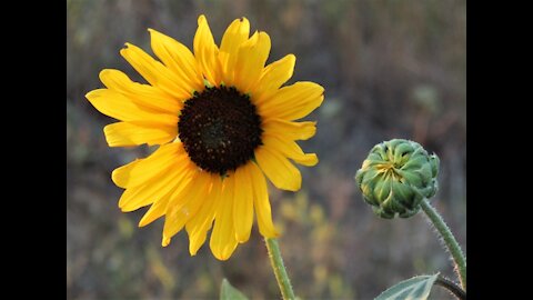 Wyoming Wildflowers: Glimpses of God's Grace