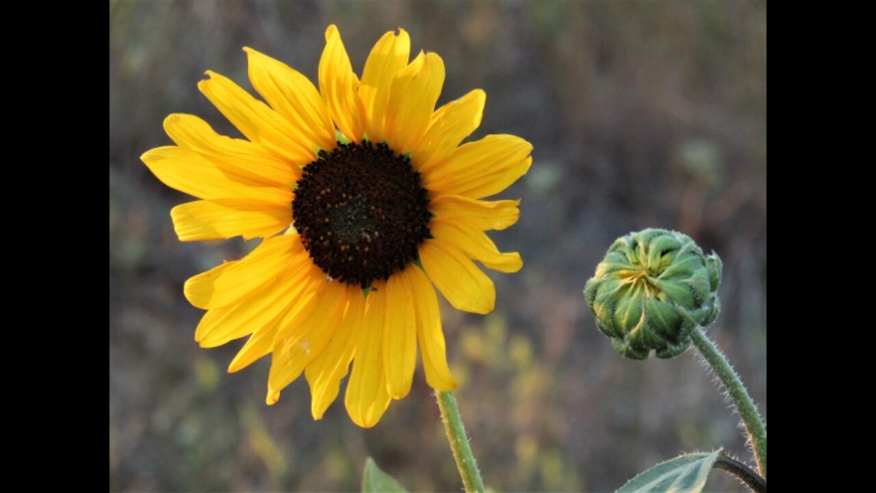 Wyoming Wildflowers: Glimpses of God's Grace