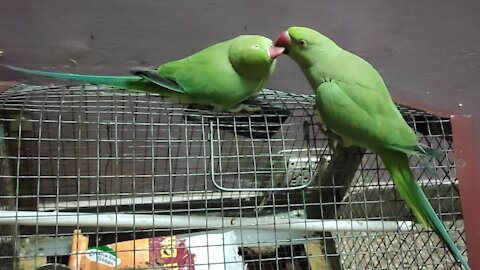 So Cute - Beautiful talking parrot dancing and talking