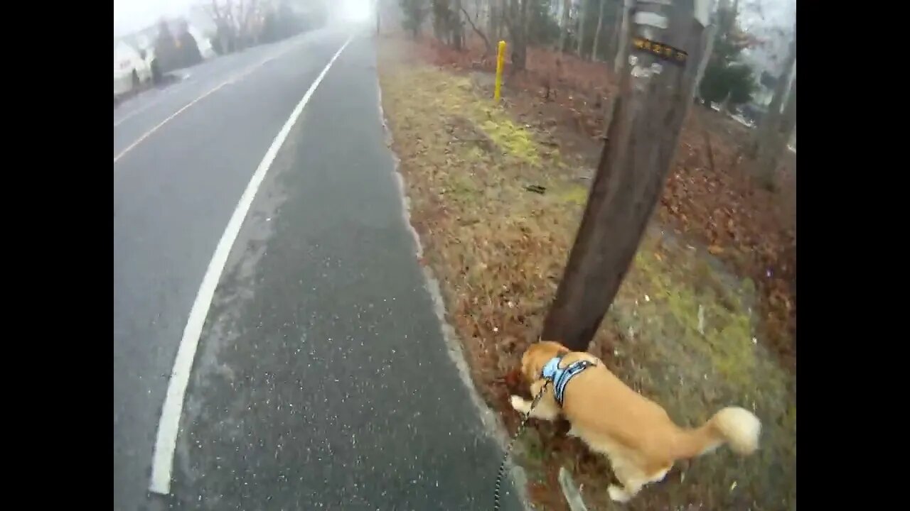 March 28th, 39º long walk but Flynn doesn't take care of business.