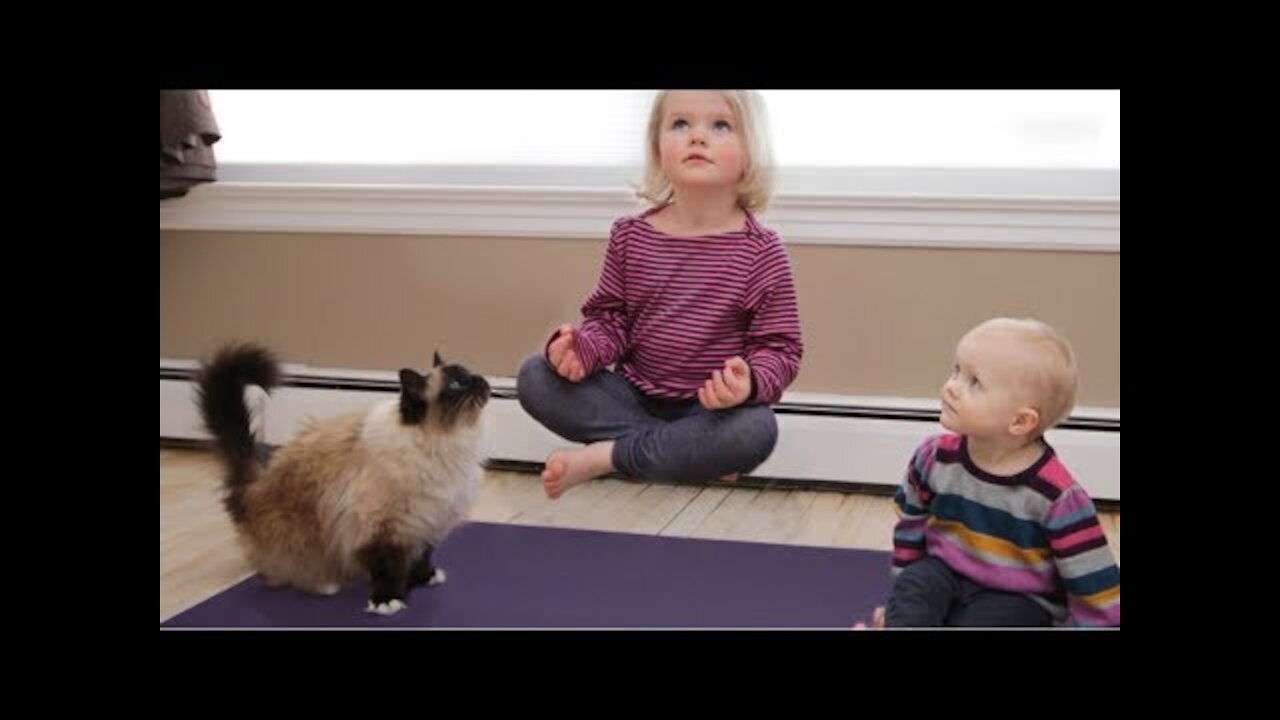 Yoga Is Healthy For Humans, But Are You Feline Flexible?