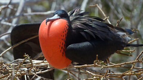 Top 5 Fastest birds in the world