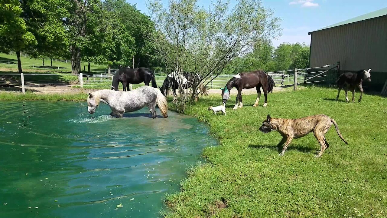 Horses enjoy a nice dip in the pond on a hot day