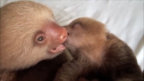 Baby Sloths Being Sloths