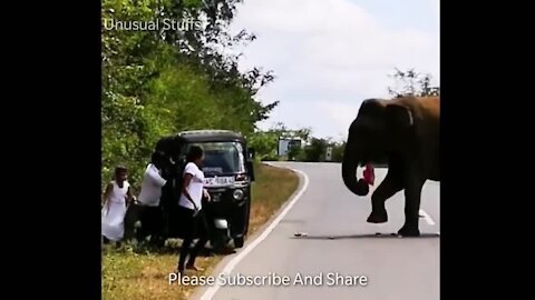 Elephant Attacking Auto And Its Passenger