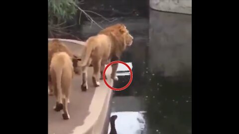 Lion Falls Into Water 😂