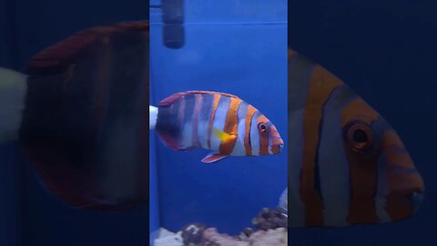 Choerodon fasciatus, Harlequin Tusk #marinesolutions #saltwater #wrasse