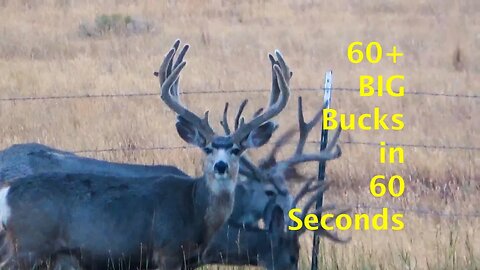 60+ BIG BUCKS in 60 Seconds