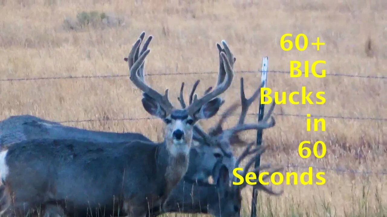 60+ BIG BUCKS in 60 Seconds