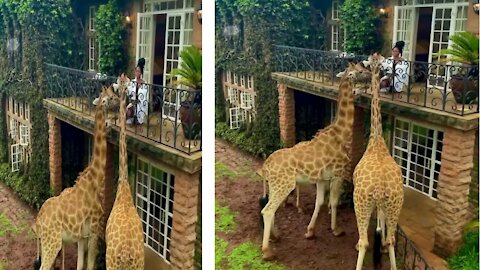 Giraffe on the front balcony