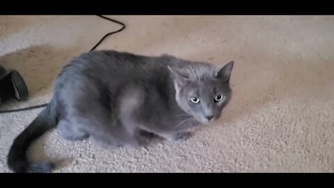 Kitty Cats #kitty #cat