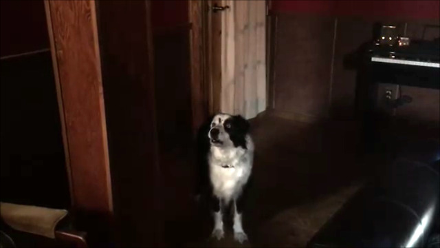 Defiant dog has argument with owner over barking in the house