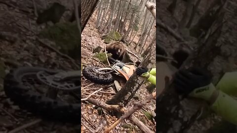 Bear in Romania attacks bike