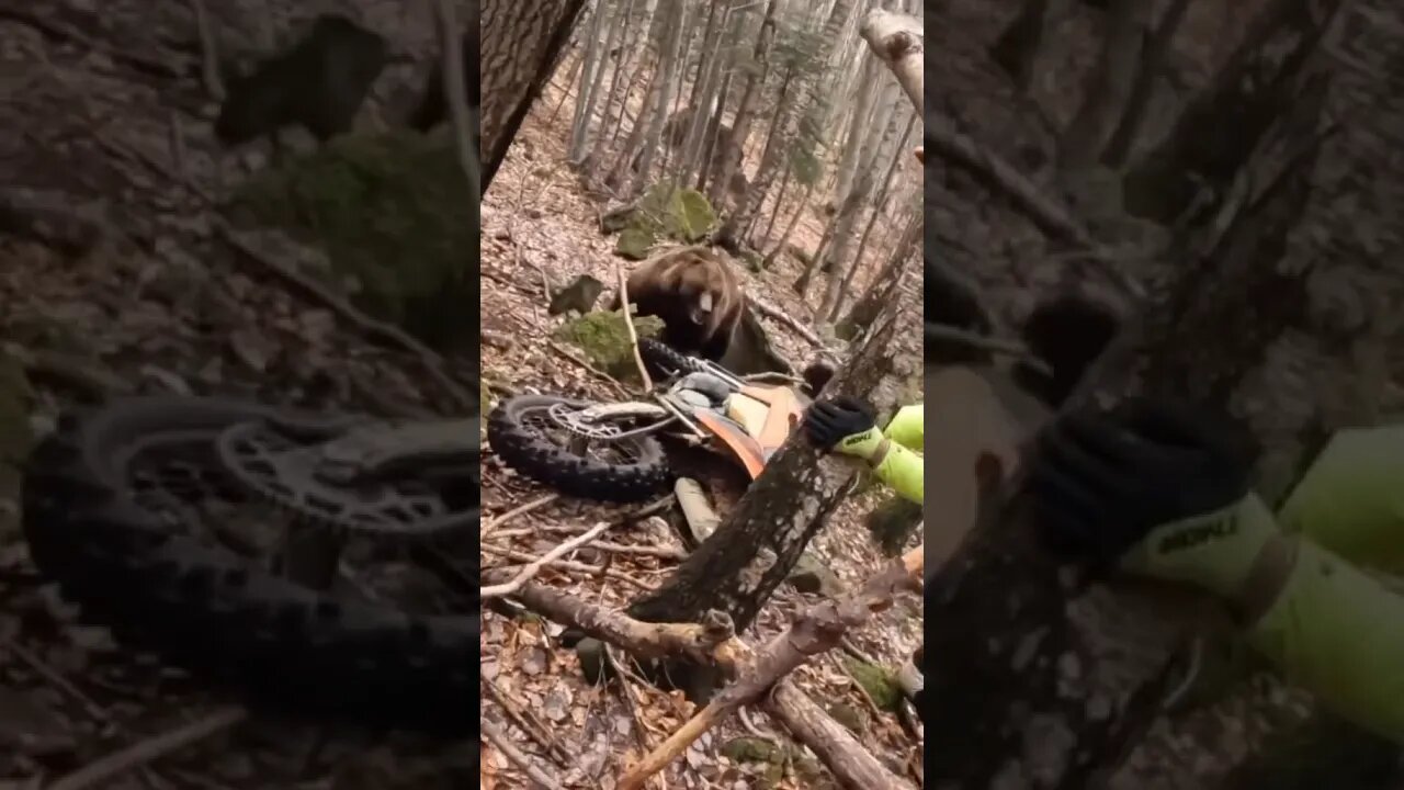 Bear in Romania attacks bike