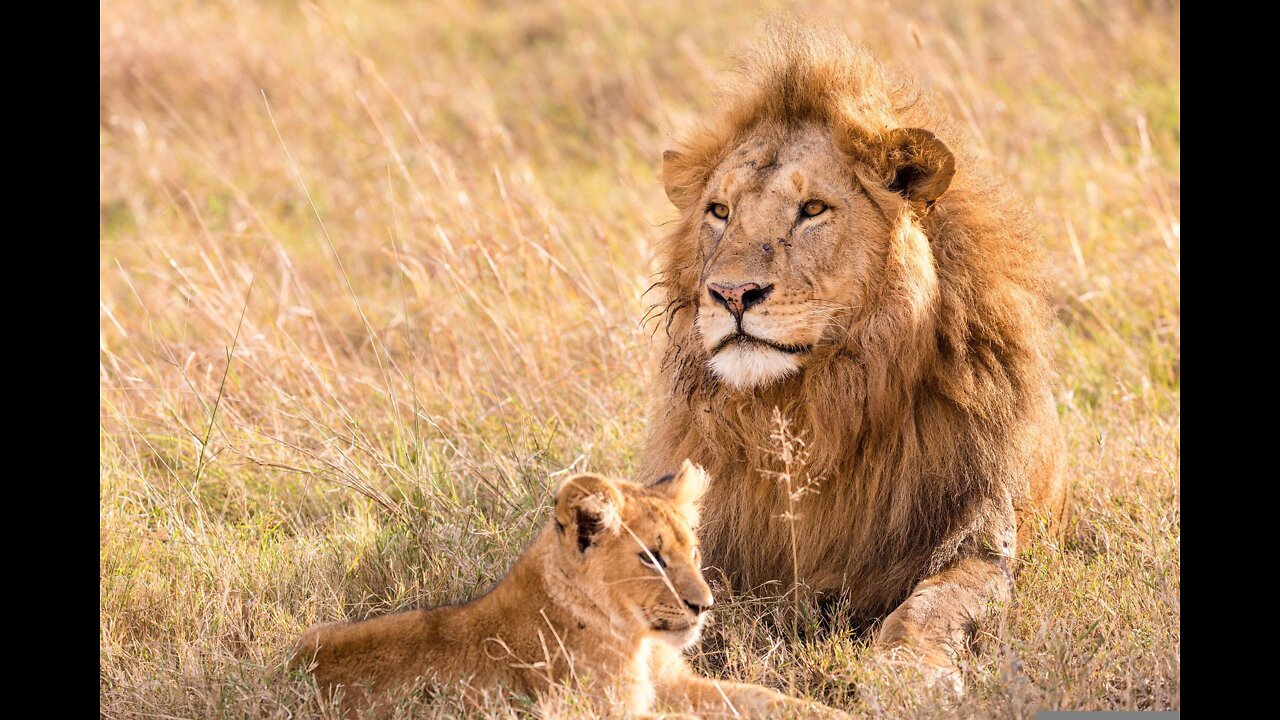 Lion Cubs Meet Dad for the First Time