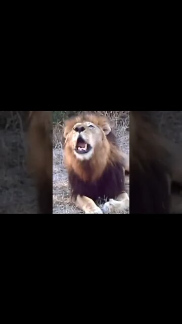 Lion Roar! | Makulu Mapogo | #shorts