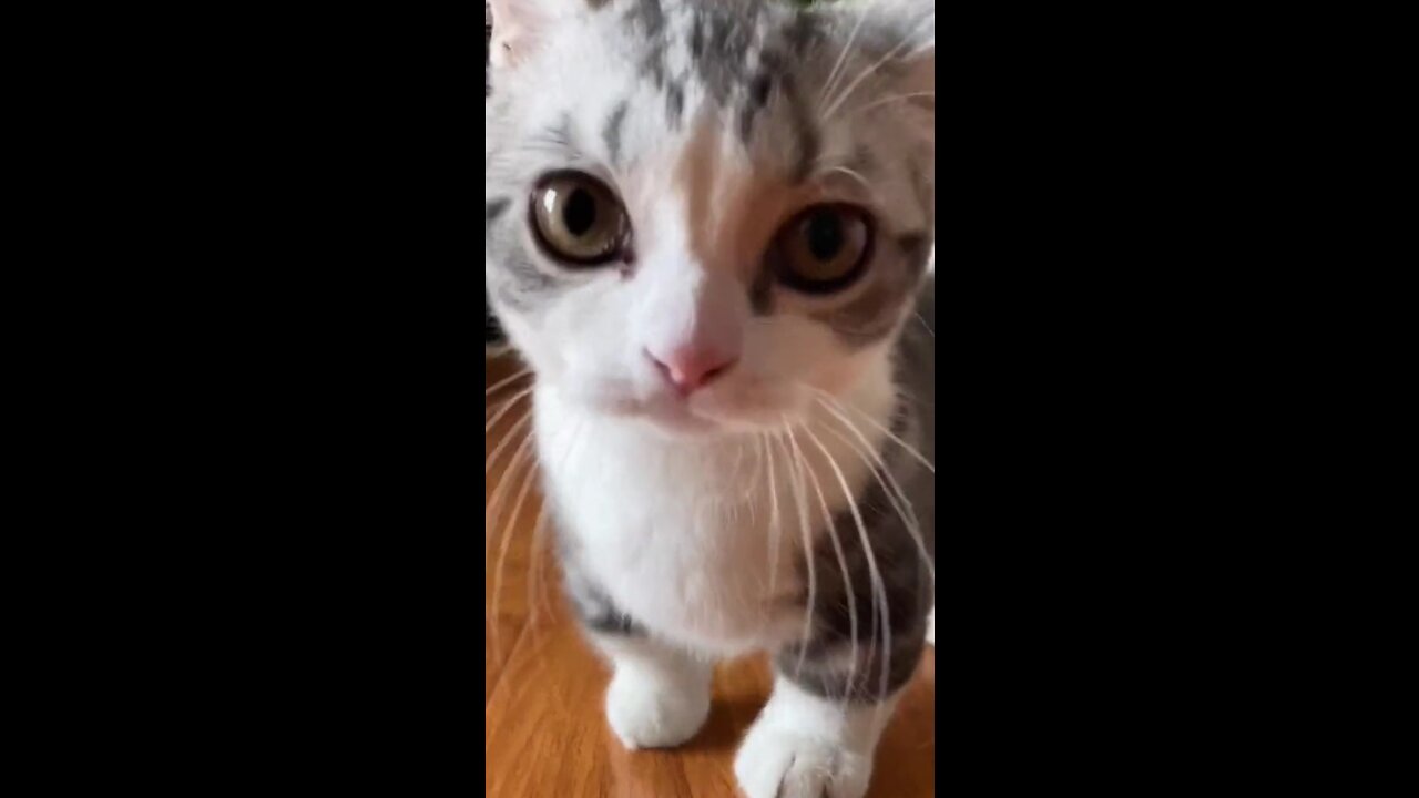 the most adorable kitty answers it's owner call in a cute jumps