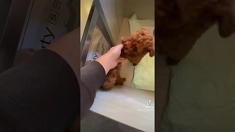 Baby dog #cute Puppy barking #4kvideo #shorts