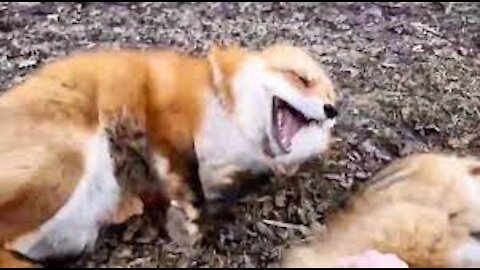 Giggling foxes