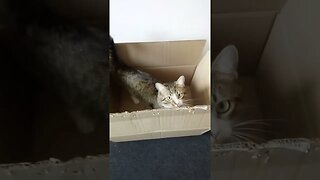 Sweet Cat Jumps into the Box