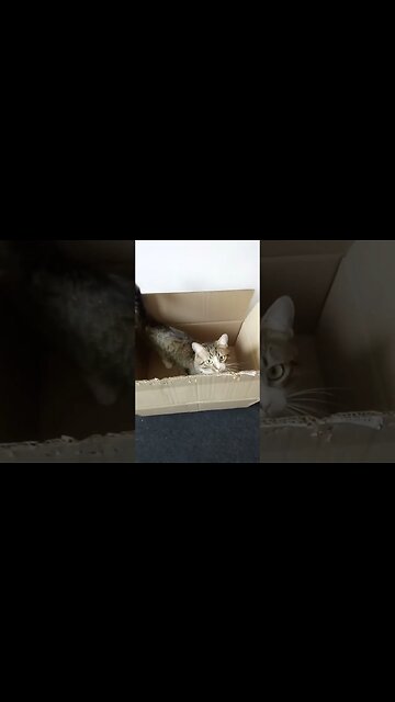 Sweet Cat Jumps into the Box