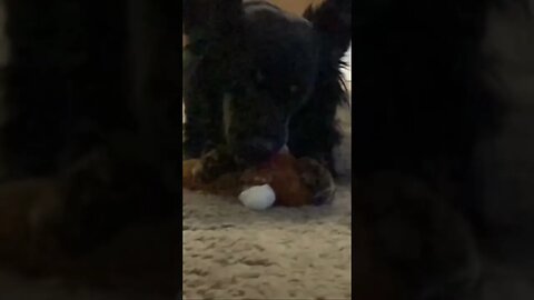 Slayer of stuffed animals….Prince 🐶 #dogshorts #dogs #dogsofinstagram #rescuedog #bestfriend