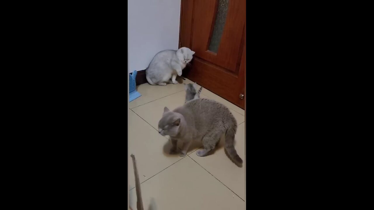 Funny Cat fight