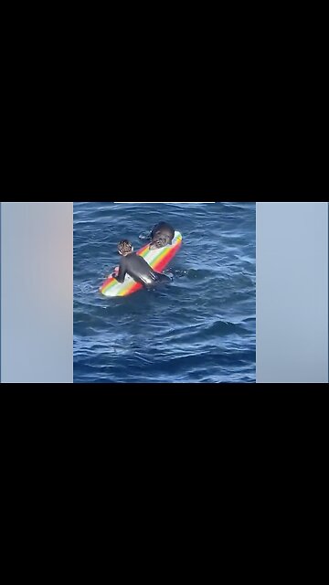 Sea Otter Seen Stealing Surfboards in CA