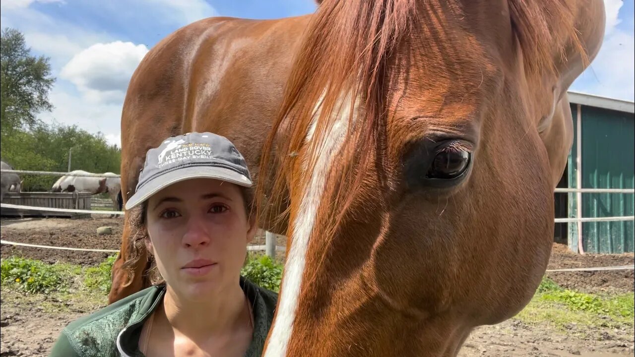 My Horse Needs an MRI | update on Milo