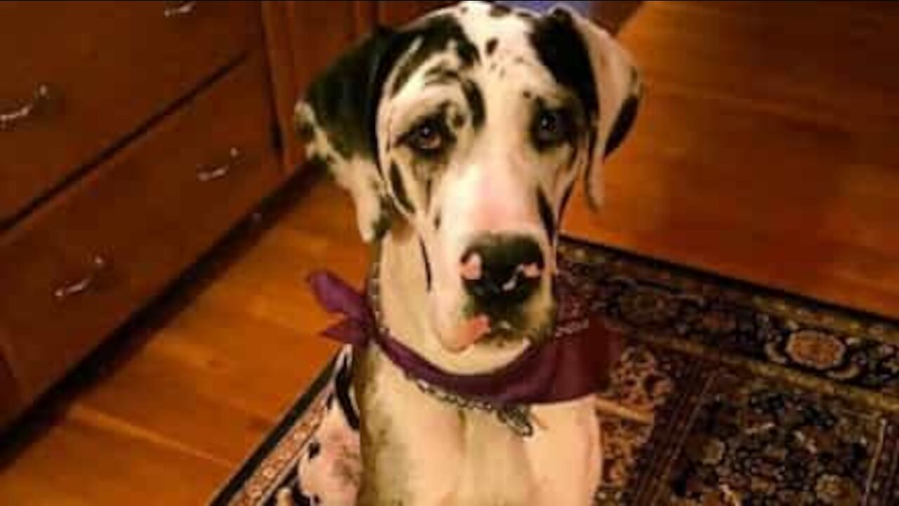 Quand un dogue allemand s'assied sur son congénère