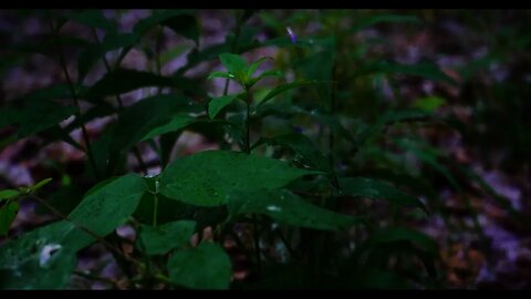 Birds and Light Rain Sounds | 8 Hour Video