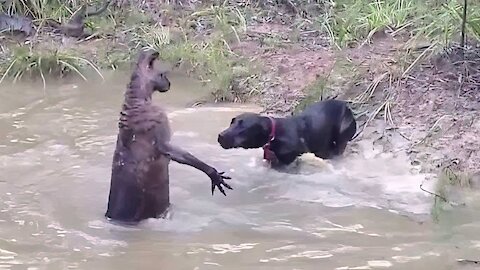 35 Times Animals Messed With The Wrong Opponent !