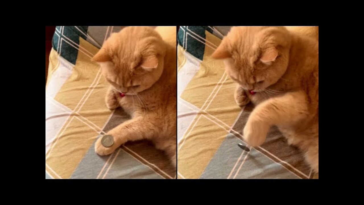 Most viewed Videos On April! U Must watch this Funny Cat!