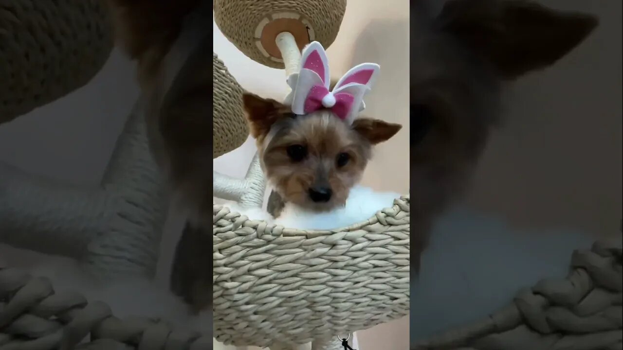 Yorkie Cutie before and after Groom