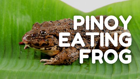 EATING CRISPY FILIPINO FROG - Filipino Exotic Food