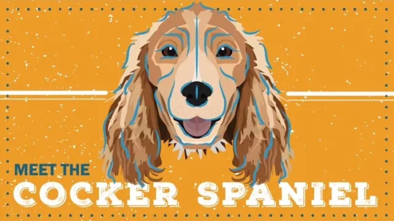 Cocker Spaniel | CKC Breed Facts & Profile