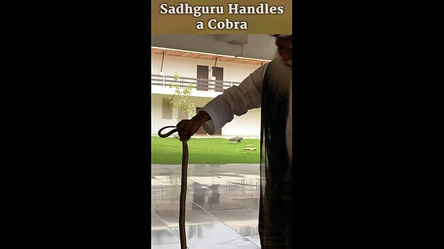 Sadhguru_Handles_a_Cobra_Shorts (360p).m p4 2.96MB 406x720px 00:33