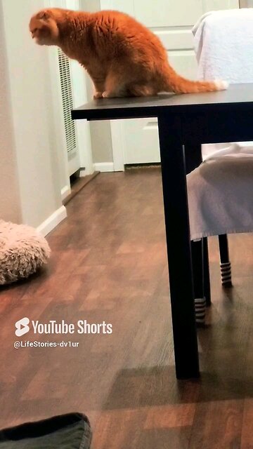 Cat calling her human #scottishfold