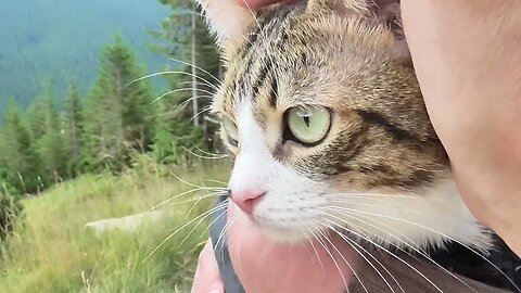 Hiking Cat Is Tired