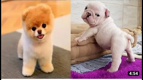 Funny video dog
