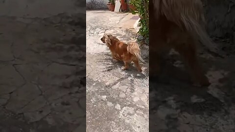 #dogshow , #animals , #dogs , #shorts