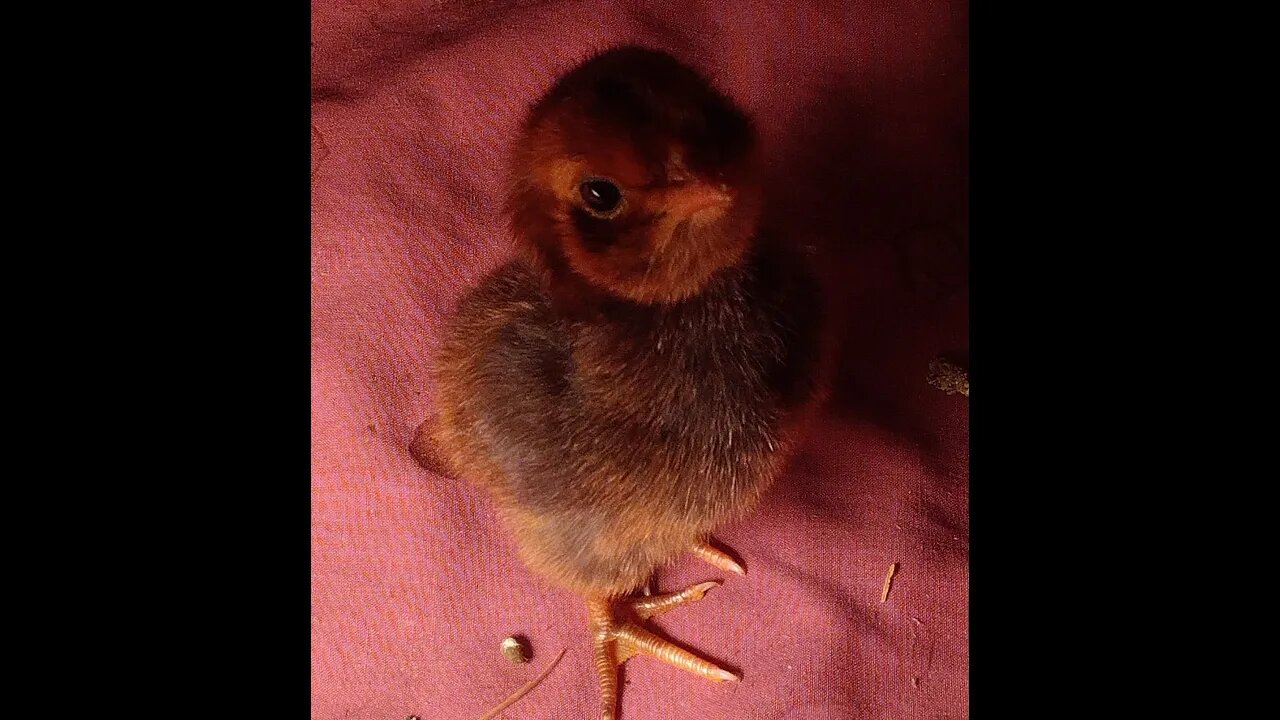 Watch cute chicks and have a chat with me :)
