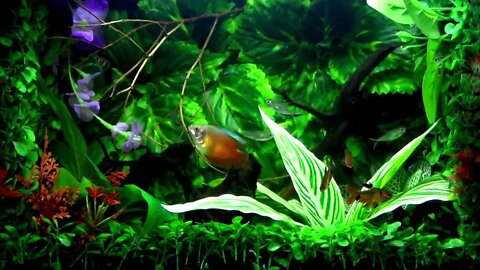Relaxing with Fish in a Jungle