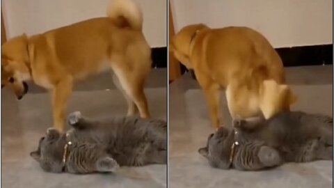 Cat and dog so funny very amizan