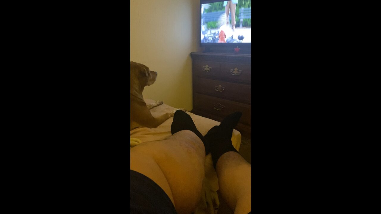 My dog watching Clifford￼