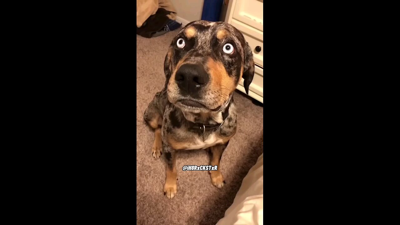 OMG 😲 Dog talking....