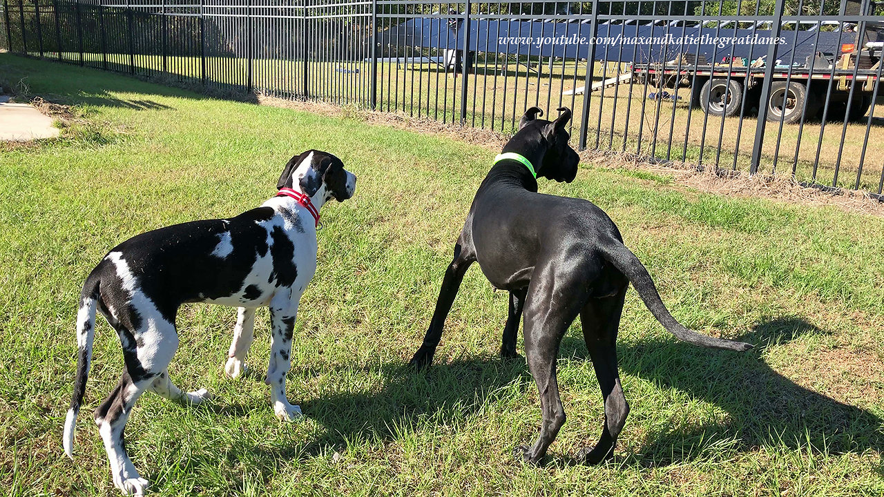 Nosy Great Danes inspect solar panel installation