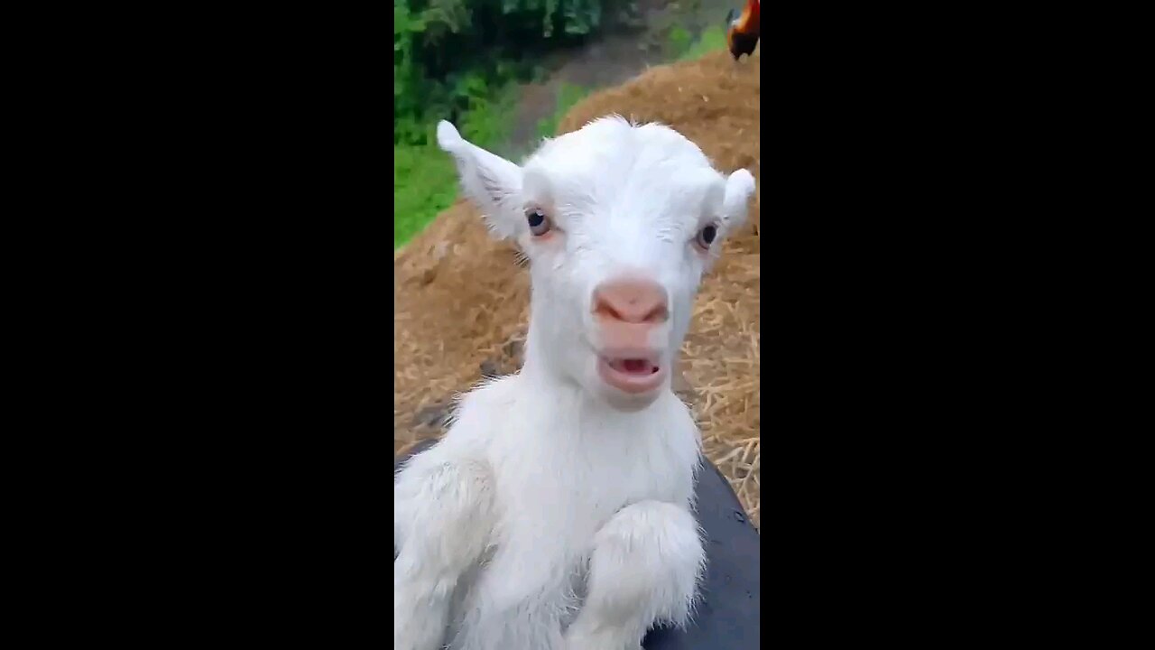 Cute Goat Funny Video Funny Viral Baby Bakri🥰🥰🥰