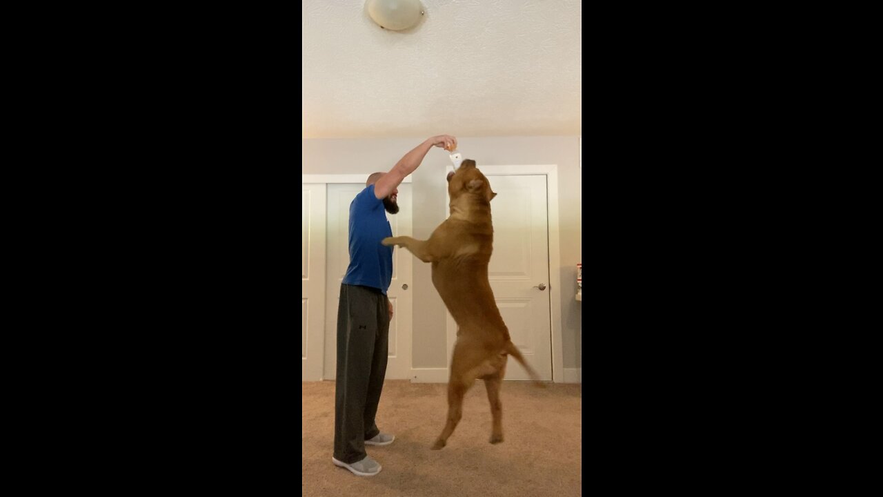 MASSIVE 160lb Pit Bull has some serious “UPs” 🦁😳